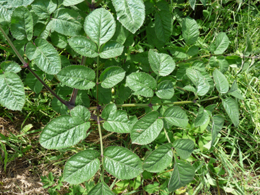 Feuilles larges et 2 fois tripennée; le pétiole est creusé en forme de U. Les feuilles supérieures sont pourvues d'une grande gaine basale enflée. Agrandir dans une nouvelle fenêtre (ou onglet)